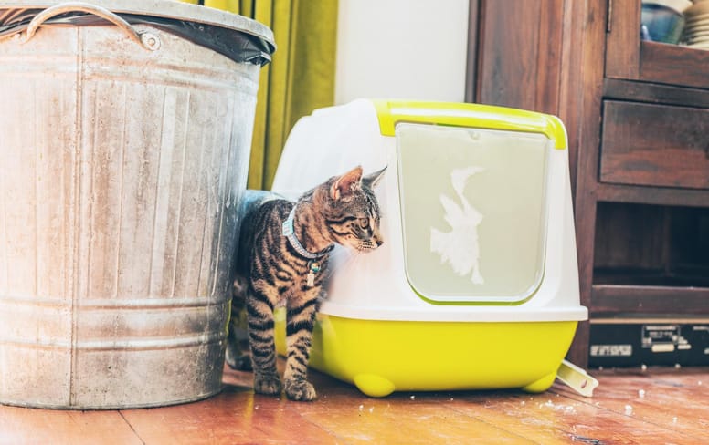 Mon chat fait pipi en dehors de sa litière. Pourquoi
